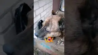 Ворюга, 😂