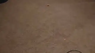 Andy chasing his laser