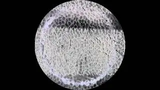 Shird Leopart : Intrinsic
