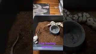Live feeding.  Snakes gotta eat!