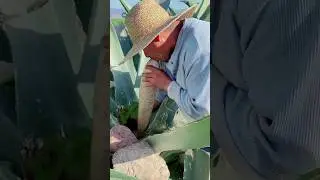 DOG'S करते हैं गज़ब की नौकरी | Wait For End 😱 || #shorts