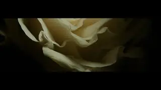 The Canyon Observer - Kri (Official Video)
