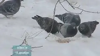 ТНТ-Поиск: Всероссийская акция 