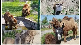 Zoo Oradea