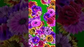 Free Green Screen Flowers Falling shorts 