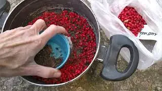 Барбарис Тунберга из семян - 3 способа. Результат эксперимента 👌