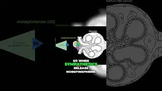 Renin and the RAAS Explained #shorts  #anatomy #science #renin