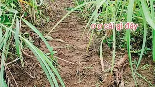 Bẫy chim cút rừng. Đang quay video mà camera rất luôn