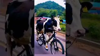 haridwar rishikesh #shortvideo #viralvideo #cow #gausevasangh  jay gau mata 🙏🙏
