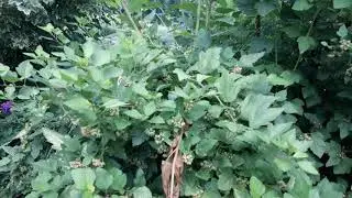 В ботаническом саду 2