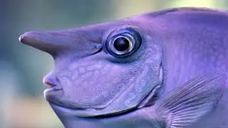funni fish