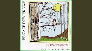 Brzęczka