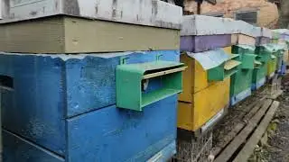 Обліт 2023. Дочекалися весняного обльоту бджіл.
