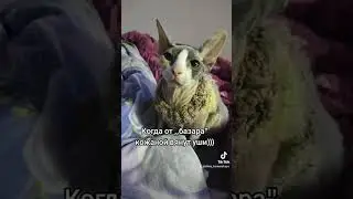 Я вас понагодовую всіх... Смешные истории про котиков))) 