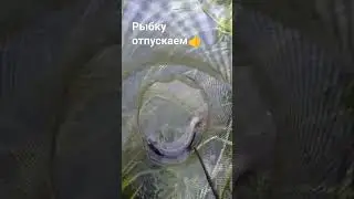 Рыбалка. Рыбку отпускаем #рыбалка #fishing #рыбалканаудочку