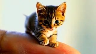 GATITOS CHIQUITITOS QUÉ TERNURA VERLOS ! #cancionesinfantiles #gatos #lunacreciente