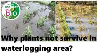 Why do plants generally not survive in water logging areas by Simply The Best BIO