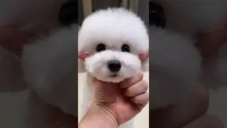 똑똑한 강아지 부르는방법  #아라 #미소아라tt