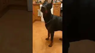 Гулять идём? 