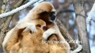 Гиббоны