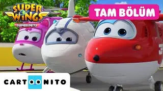 HARİKA KANATLAR | Harika Kanatlar Günü | CARTOONITO TAM BÖLÜM | 