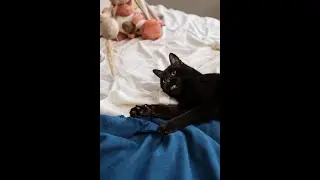 cute cat funny videos try not to laugh | funny video | cute dog funny reaction| funny cat |funny dog