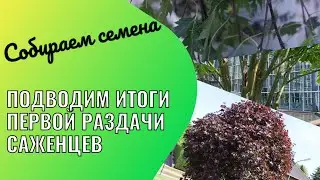 Время собирать семена. Пополнение коллекции шикарных кленов. Итоги акции "Саженцы в добрые руки"