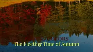 Fading Colors: The Fleeting Time of Autumn