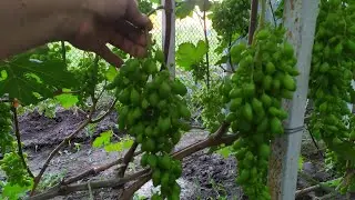 Чародейка -  отличная урожайность, огромные грозди и  не плохое опыление!!!