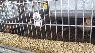 little Chick's in a store called, Coilin County's Feed and Seed, McKinney.