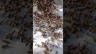 başlatıcı ya destek #beekeeping #beekeeper #honey #queen