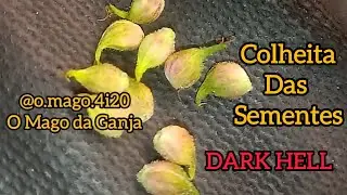 Colheita das Sementes (DARK HELL f2)