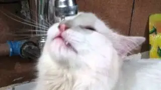 Mingau tomando água da torneira.
