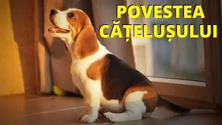 Poveste cu talc casa cu 1000 de oglinzi
