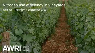 Nitrogen use efficiency in vineyards