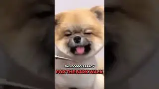 Canine Cuteness Overload: Dogs at Their Derpiest!