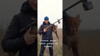 Охота на ФАЗАНА с воздушной!