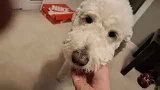 Maggie likes chin scratches