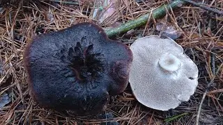 Ежовик чешуйчатый Sarcodon squamosus Насобирали, приготовили. Отзывы, впечатления.