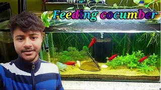 First Time Feeding My Fire Red SHRIMP 🔥🔥 Cucumber 🥒🧐