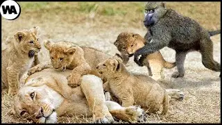 An Hour of Animals with the Highest IQs and Amazing Superpowers