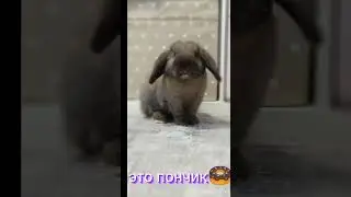 пончик мончик 🍩🐰
