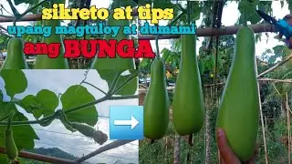 paano mag pruning ng upo upang dumami at magtuloy ang bunga