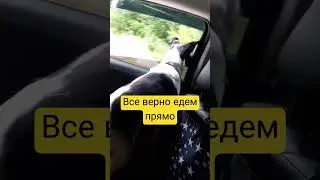 Едем прямо на дачу #собака #юмор #дача