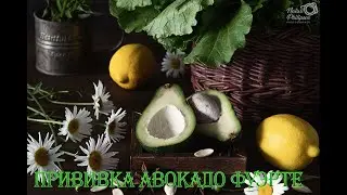 Как привить авокадо в домашних условиях. Сорт Фуэрте, проба пера))) Даёшь тропики в Арктике!