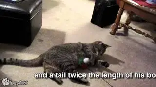 Friendly Cat and Dog Make a New Friend