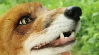 Alf the Fox Steals a Sieve Salat Bowl