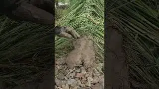 Ховаюсь від дощу