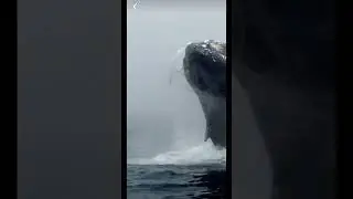 A huge Whale in the OCEAN🌊Fascinating fear😱🌪️🤬😬