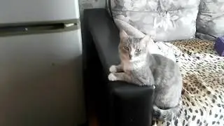 Барсик поддакивает )) Барсик да? Да